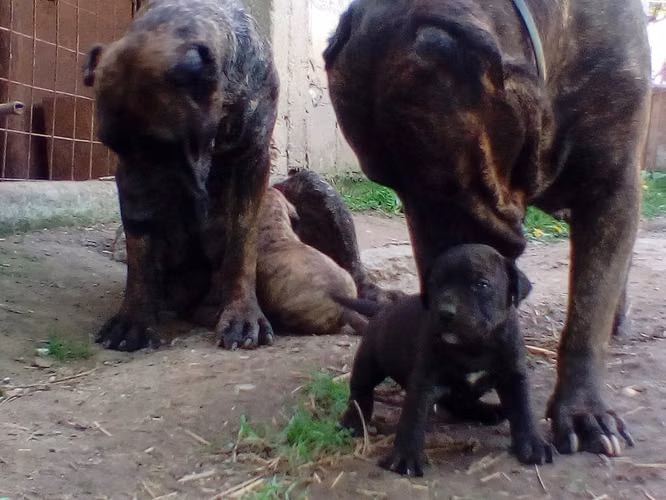 Presa canario hembra 