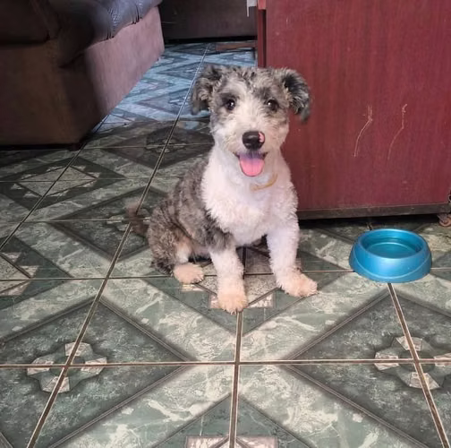 Una cachorrita