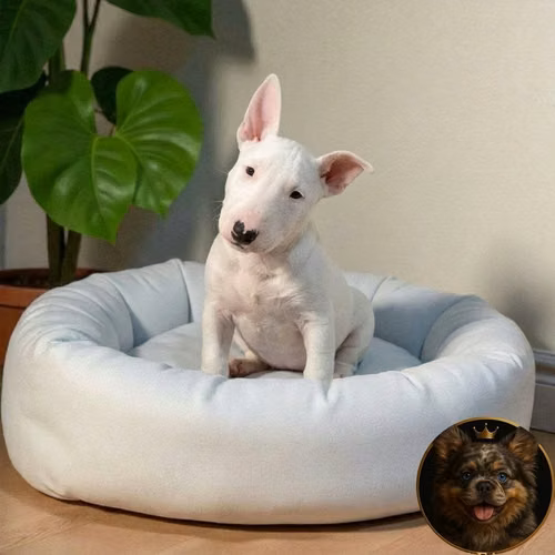 Cachorro Bull Terrier / Bull Terrier disponible - Imagen 5