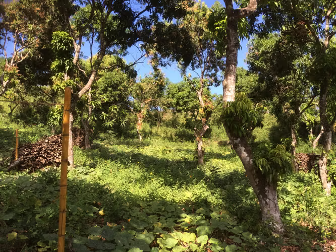 Se vende 55 manzanas en ilobasco  - Imagen 9