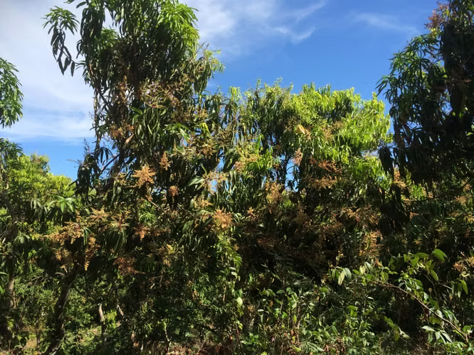 Se vende 55 manzanas en ilobasco  - Imagen 10