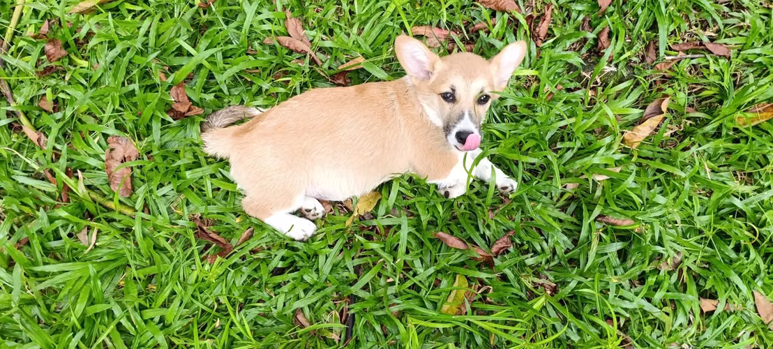 Cachorros corgis  - Imagen 4