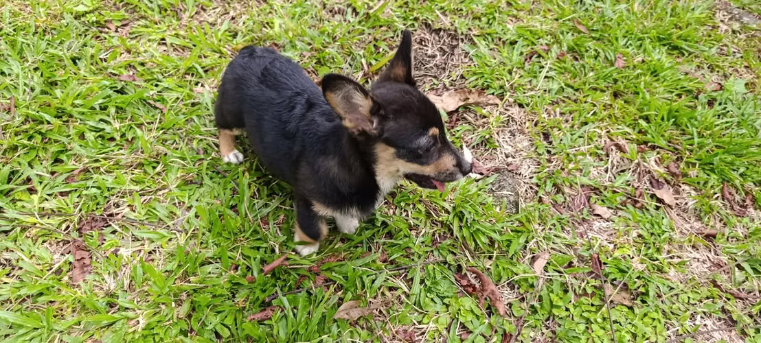 Cachorros corgis  - Imagen 2
