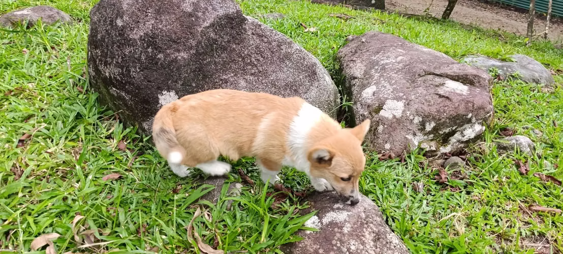 Cachorros corgis 