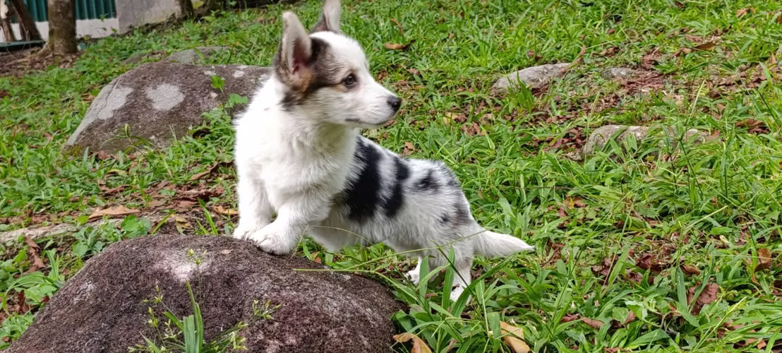 Cachorros Corgi Merle