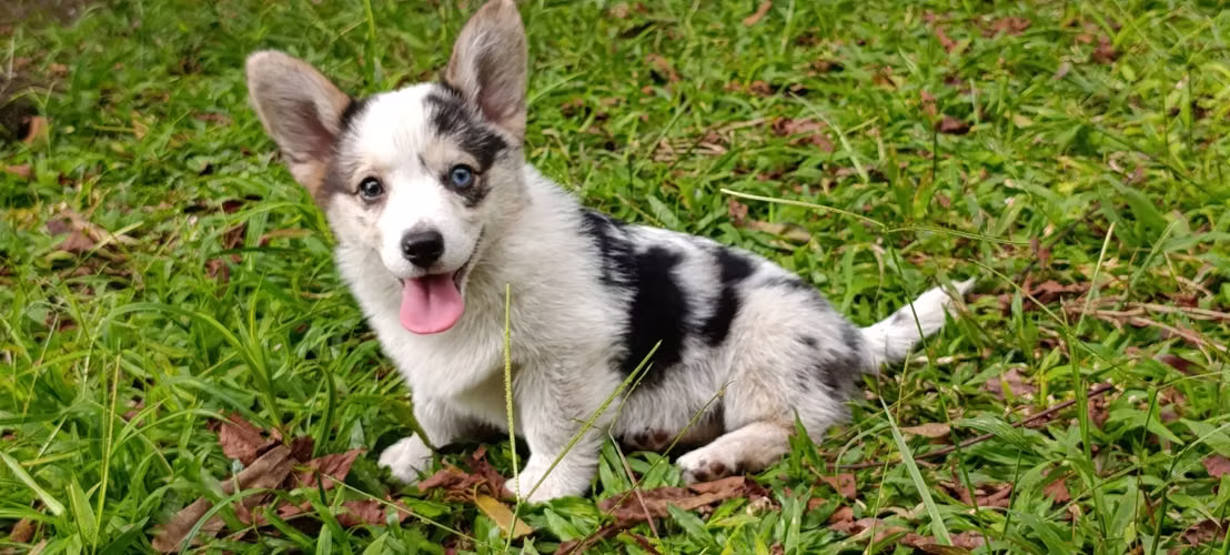 Cachorros Corgi Merle
