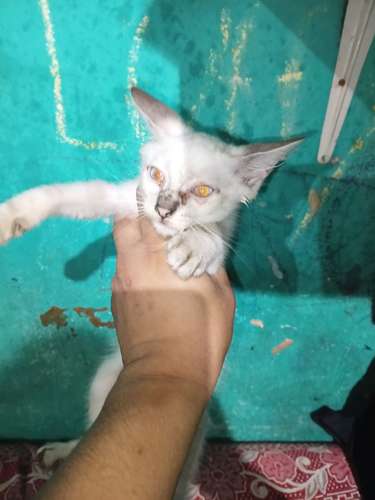 Gatitos en adopcion gratis