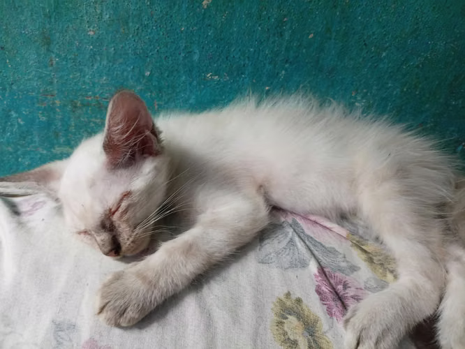 Gatitos en adopcion gratis - Imagen 2
