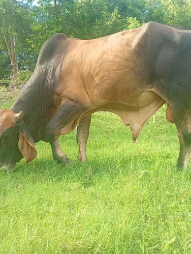 EN VENTA HERMOSO TORO PADRÓN / REJERO 