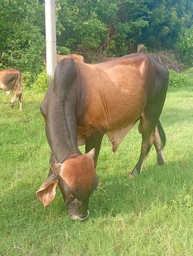 EN VENTA HERMOSO TORO PADRÓN / REJERO 