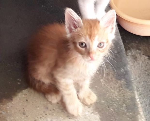 Gatos En Adopción - Imagen 2
