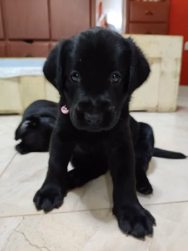 Labrador retriever  - Imagen 2