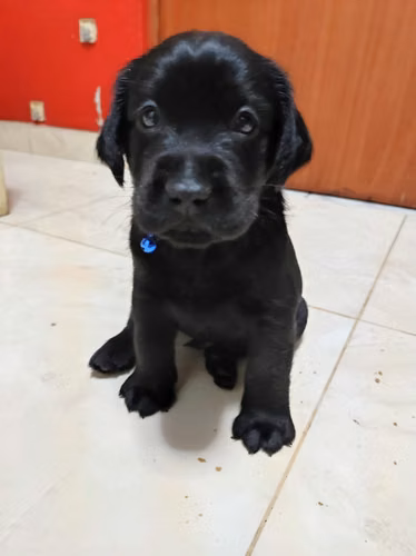 Labrador retriever 