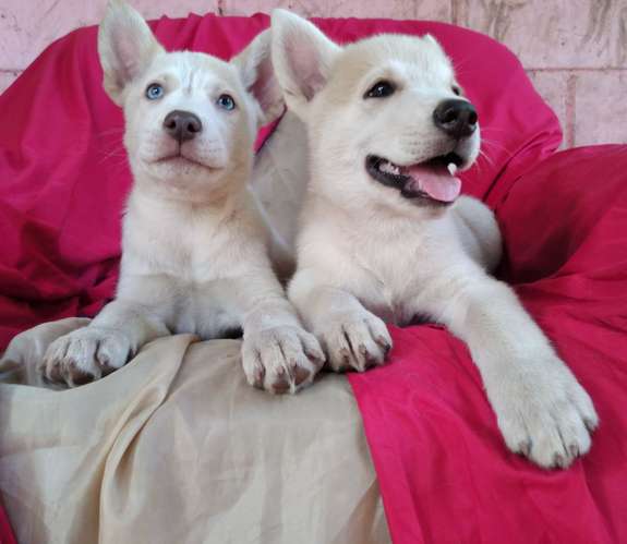 Husky Siberian 