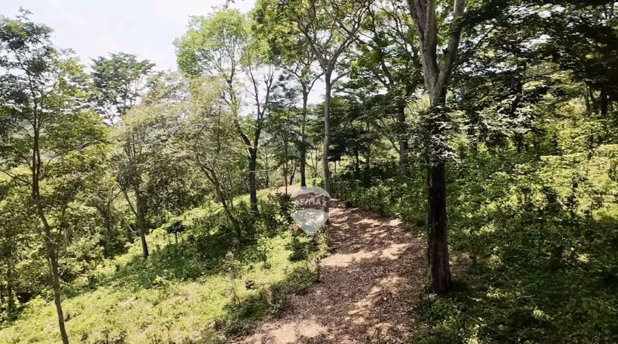 Terreno 3,025 m2 con café y bálsamo en Atiluya, Sonsonate