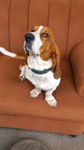 Perro Basset Hound ,Busca Novia 