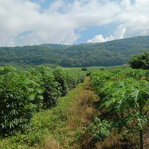 En Venta 37 Manzanas planas  Caluco Sonsonate el salvador  - Imagen 3
