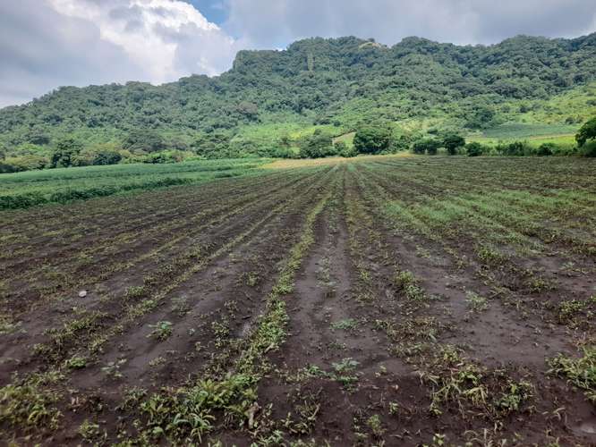 En Venta 37 Manzanas planas  Caluco Sonsonate el salvador  - Imagen 2