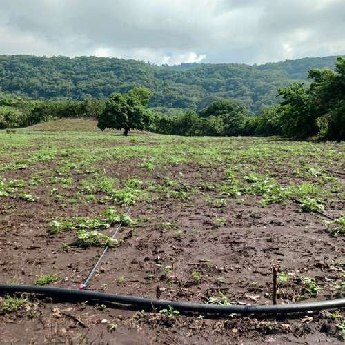 En Venta 37 Manzanas planas  Caluco Sonsonate el salvador  - Imagen 5