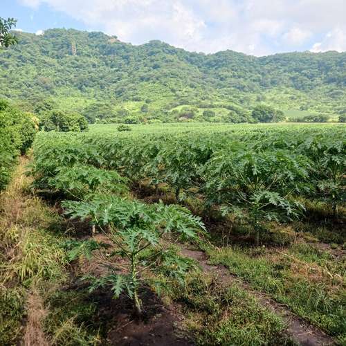 For Sale 37 Flat Apples Caluco Sonsonate el salvador