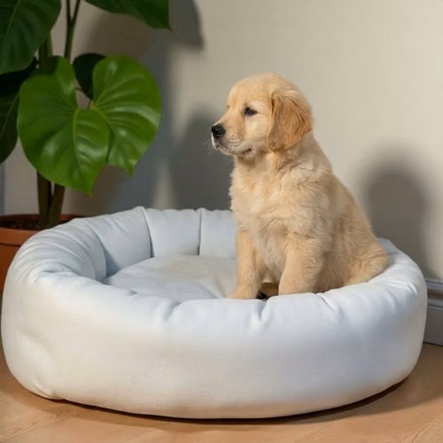 Cachorro GOLDEN RETRIEVER LINEA BRITANICA disponible - Imagen 5