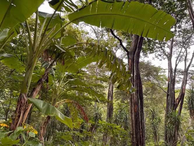  FINCA EN VENTA EN SONSONATE – 20 MANZANAS CON PRODUCCIÓN DE BÁLSAMO, CAFÉ, CACAO Y ABUNDANTE AGUA