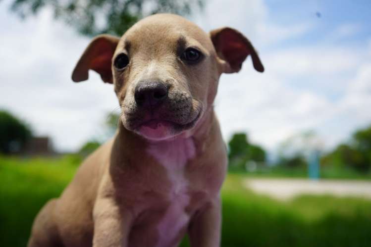 BULLYCANIN