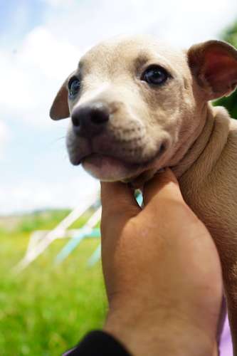 BULLYCANINA - Imagen 2