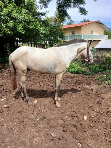 I sell Spanish horse with good walking