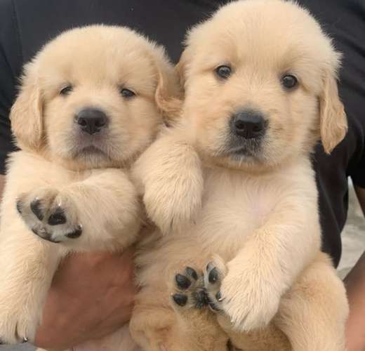 Golden Retriever - Imagen 2