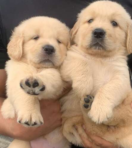 Golden Retriever
