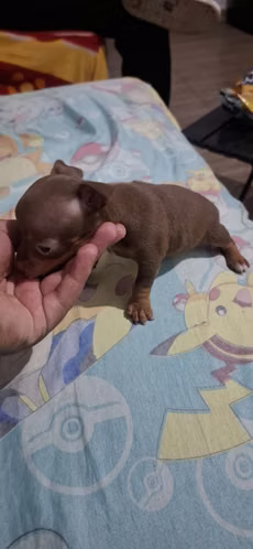 1 month female Chihuhua