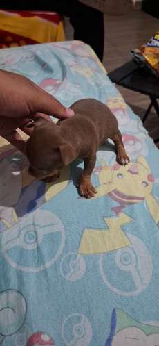 Chihuhua hembra de 1 mes