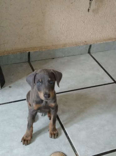 Doberman azules - Imagen 2