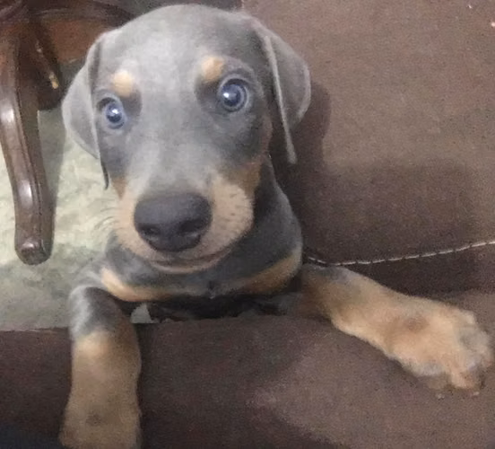 Blue Doberman