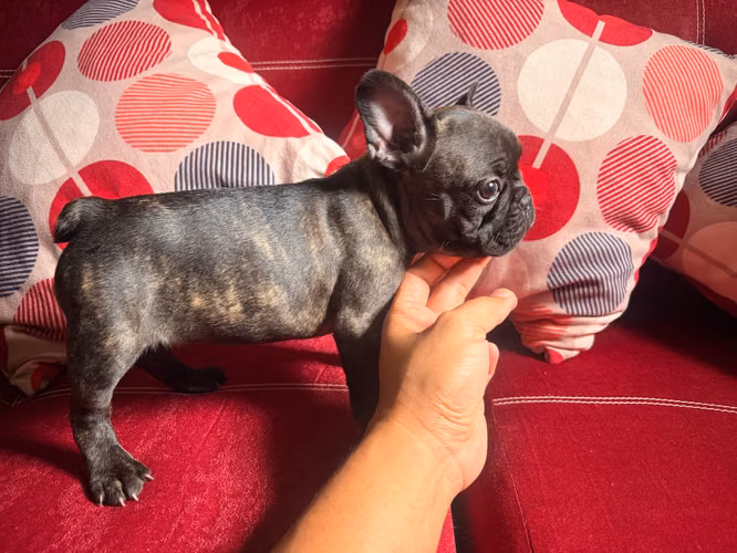 Se vende Bull dog Francés NIÑA