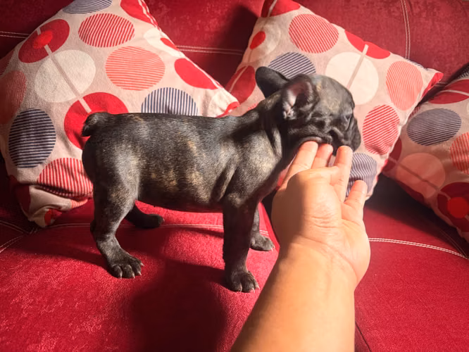 Se vende Bull dog Francés NIÑA - Imagen 2