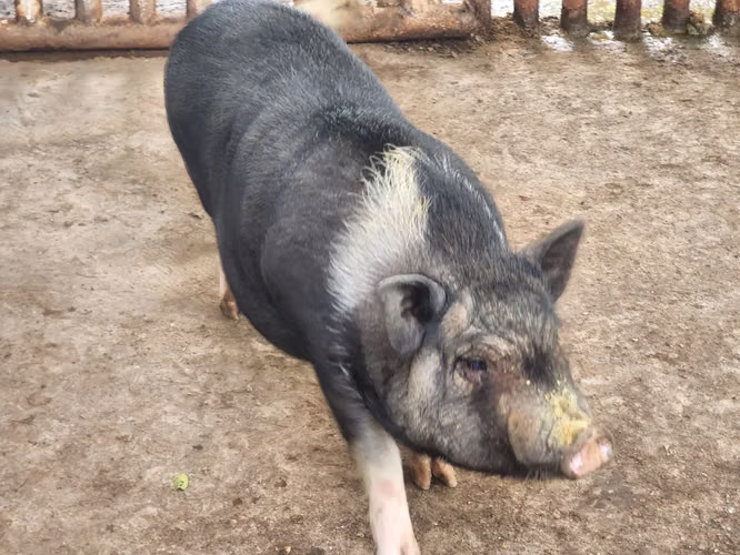 I SELL LITTLE PIG MINI