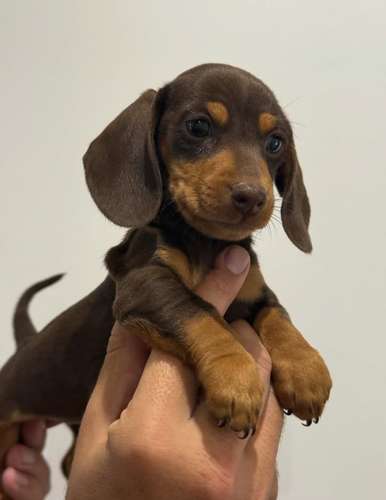 Salchichas Dachshund