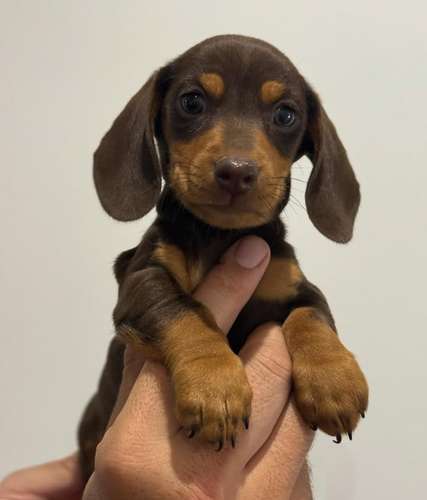Salchichas Dachshund - Imagen 2