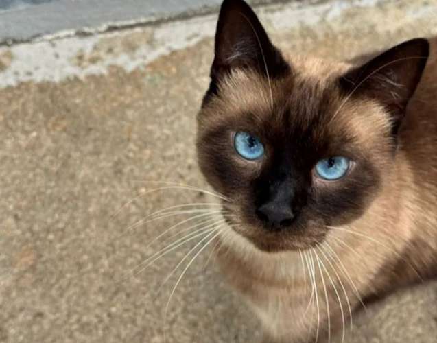 Gatitos Siamés