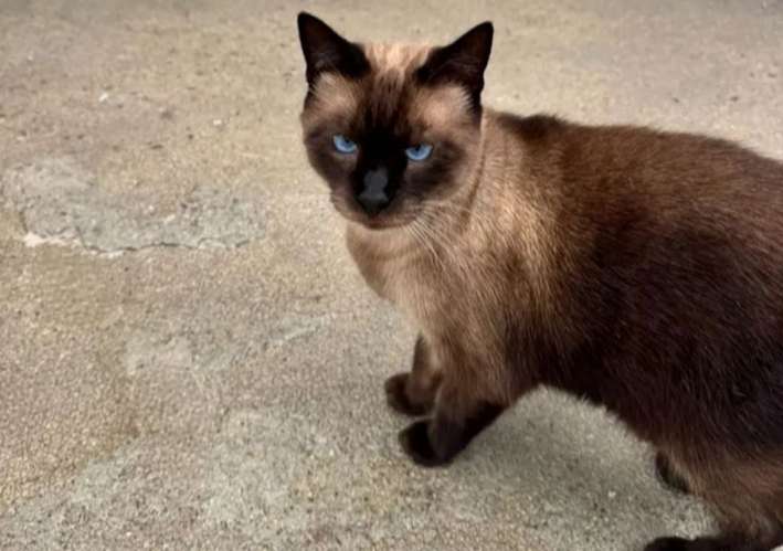 Siamese kittens