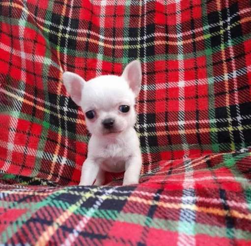 Chihuahua mini