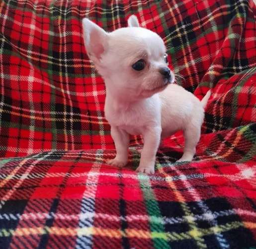 Chihuahua mini