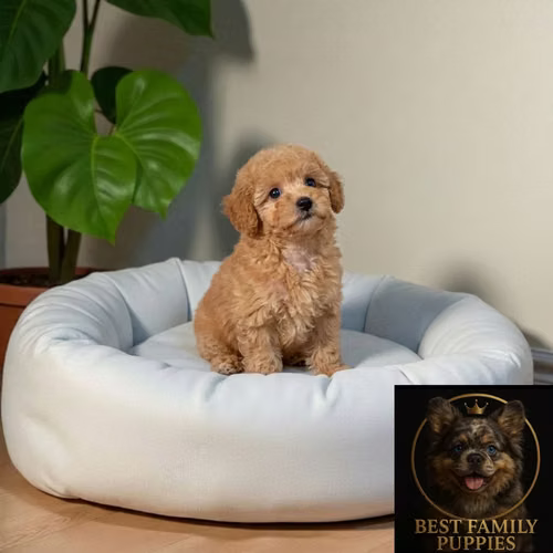 Cachorro FRENCH POODLE APRICOT MINIATURA disponible