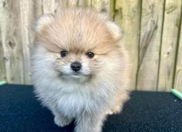 Cute cachorros Pomerania - Imagen 6