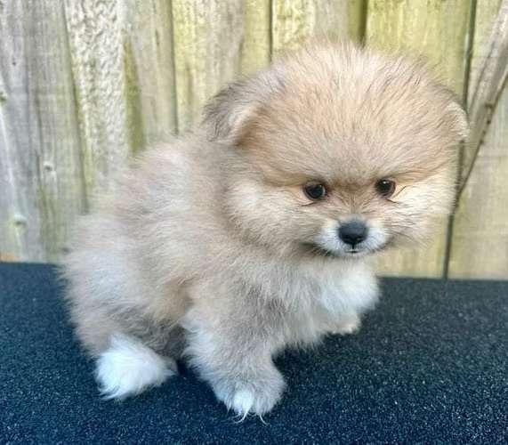 Cute cachorros Pomerania