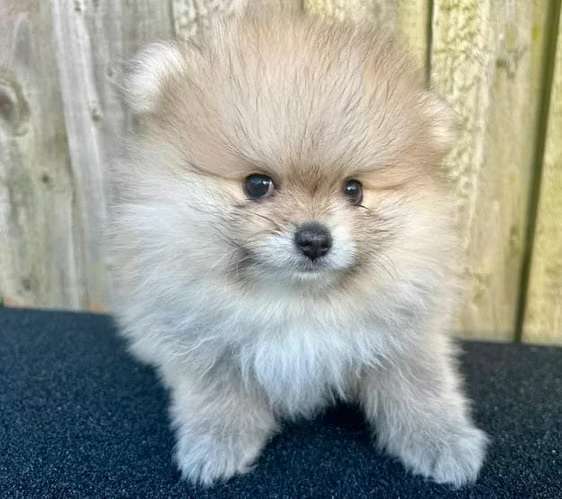 Cute cachorros Pomerania - Imagen 5