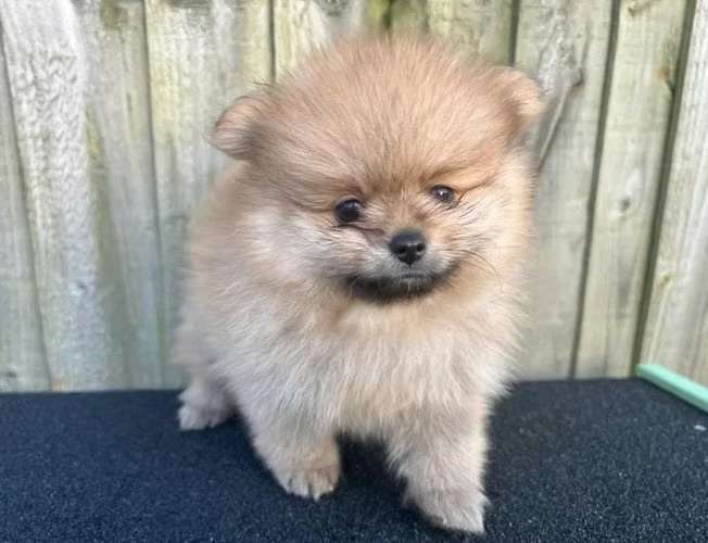 Cute cachorros Pomerania - Imagen 3