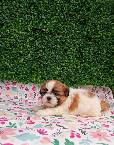 Preciosos shih tzu  - Imagen 3